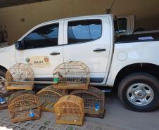 Técnicos do IAT resgataram oito aves silvestres de um cativeiro em Umuamara, no Noroeste do Paraná