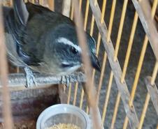Técnicos do IAT resgataram oito aves silvestres de um cativeiro em Umuamara, no Noroeste do Paraná