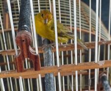 Técnicos do IAT resgataram oito aves silvestres de um cativeiro em Umuamara, no Noroeste do Paraná