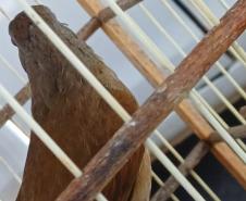 Técnicos do IAT resgataram oito aves silvestres de um cativeiro em Umuamara, no Noroeste do Paraná