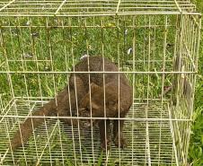 IAT devolve à natureza gato-mourisco resgatado em galinheiro de Campo Mourão