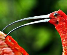 Refúgio da Vida Silvestre dos Guarás: Paraná vai ganhar a 74ª Unidade de Conservação