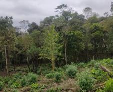 Edição 2024 da Operação Mata Atlântica em Pé identificou 1.433,33 hectares de área ilegalmente desmatada no Paraná