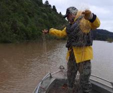 Piracema: proibição de pesca predatória na Bacia do Rio Paraná começa na sexta-feira