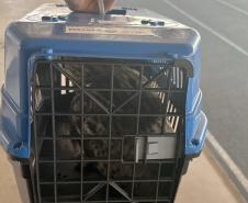 No mesmo dia, Instituto Água e Terra devolve gato-maracajá e coruja-orelhuda à natureza