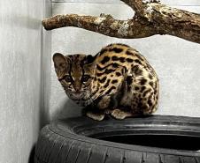 No mesmo dia, Instituto Água e Terra devolve gato-maracajá e coruja-orelhuda à natureza