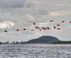 Refúgio da Vida Silvestre dos Guarás: Paraná vai ganhar a 74ª Unidade de Conservação
