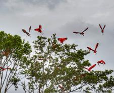 Refúgio da Vida Silvestre dos Guarás: Paraná vai ganhar a 74ª Unidade de Conservação