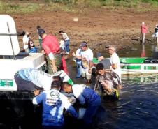 Novo ciclo do projeto Rio Vivo vai soltar 2,6 milhões de peixes nativos nas bacias do Paraná a partir deste mês