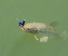 Novo ciclo do projeto Rio Vivo vai soltar 2,6 milhões de peixes nativos nas bacias do Paraná a partir deste mês