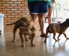 Na nova temporada do CastraPet Paraná, Guaíra recebeu 196 castrações nesta sexta-feira (1º)
