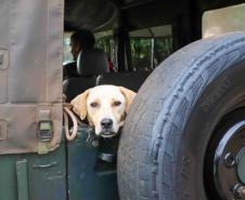 Programa CastraPet Paraná terá pela primeira vez ação de castração de pets na Ilha do Mel, em Paranaguá