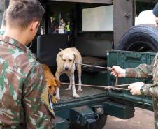 Na nova temporada do CastraPet Paraná, Guaíra recebeu 196 castrações nesta sexta-feira (1º)