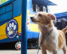 Programa CastraPet Paraná terá pela primeira vez ação de castração de pets na Ilha do Mel, em Paranaguá