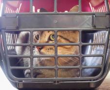 Programa CastraPet Paraná terá pela primeira vez ação de castração de pets na Ilha do Mel, em Paranaguá