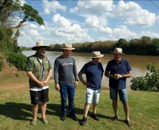 Nova fase do Rio Vivo começa com a soltura de 100 mil peixes no Rio Ivaí, no Noroeste