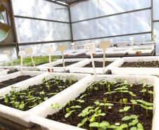Paraná Mais Verde versão 2025 terá o início da reestruturação dos viveiros e laboratórios de sementes administrados pelo IAT