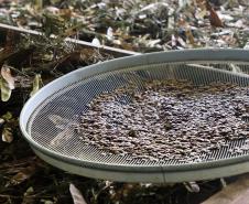 Paraná Mais Verde versão 2025 terá o início da reestruturação dos viveiros e laboratórios de sementes administrados pelo IAT