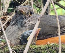 Período de calor coincide com o da reprodução das aves: é preciso seguir as orientações corretas para evitar acidentes com a fauna silvestre.