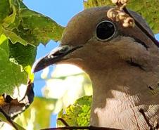 Período de calor coincide com o da reprodução das aves: é preciso seguir as orientações corretas para evitar acidentes com a fauna silvestre.