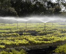 Paraná Mais Verde versão 2025 terá o início da reestruturação dos viveiros e laboratórios de sementes administrados pelo IAT
