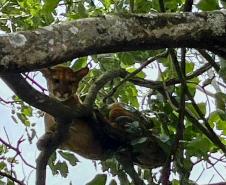 Onça-parda resgatada pelo IAT na região Noroeste do Paraná passará por tratamento veterinário antes de retornar à natureza.