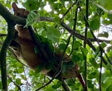 Onça-parda resgatada pelo IAT na região Noroeste do Paraná passará por tratamento veterinário antes de retornar à natureza.