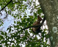 Onça-parda resgatada pelo IAT na região Noroeste do Paraná passará por tratamento veterinário antes de retornar à natureza.