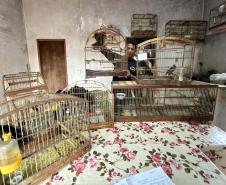 IAT fecha 2024 com 3.735 atendimentos à fauna silvestre no Paraná