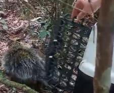 Porco-espinho resgatado.