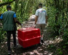 Equipe do IAT devolve tamanduá mirim à natureza