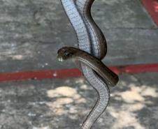 Espécies da fauna silvestre que foram atendidos pelo IAT em parceria com a prefeitura de Toledo, no Oeste do Paraná