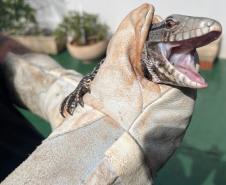Espécies da fauna silvestre que foram atendidos pelo IAT em parceria com a prefeitura de Toledo, no Oeste do Paraná
