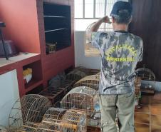 IAT apreendeu cativeiro com 33 aves irregulares em Paranavaí, no Noroeste do Paraná