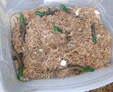 Filhotes de lagarto-teiú devolvidos à natureza nesta sexta-feira (31), no Litoral do Paraná, por técnicos do Instituto Água e Terra (IAT)