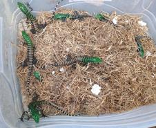 Filhotes de lagarto-teiú devolvidos à natureza nesta sexta-feira (31), no Litoral do Paraná, por técnicos do Instituto Água e Terra (IAT)