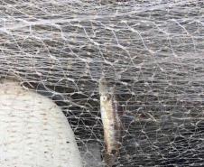 Operação do Instituto Água e Terra (IAT) contra a pesca predatória nas baías de Antonina e Paranaguá.