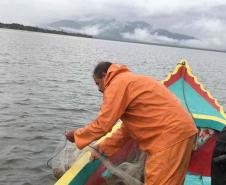 Um dia após a proibição da pesca, agentes do IAT recuperam 13 quilos de camarão em Guaraqueçaba