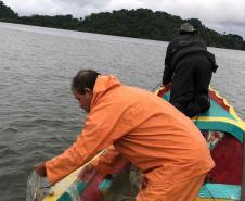 Um dia após a proibição da pesca, agentes do IAT recuperam 13 quilos de camarão em Guaraqueçaba