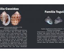 Cartilha educativa desenvolvida pelo Estado em parceria com universidades e empresas responsáveis pela revitalização da Orla de Matinhos destaca a importância das conchas no Litoral do Paraná. 
