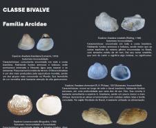 Cartilha educativa desenvolvida pelo Estado em parceria com universidades e empresas responsáveis pela revitalização da Orla de Matinhos destaca a importância das conchas no Litoral do Paraná. 