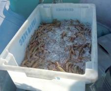 Pesca de camarões é liberada nas baías do Litoral; proibição em mar aberto continua
