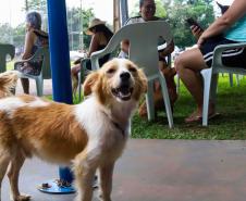 Programa CastraPet Paraná vai atender animais de 35 municípios do Estado em fevereiro