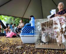 Programa CastraPet Paraná vai atender animais de 35 municípios do Estado em fevereiro