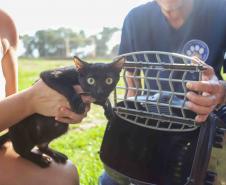 Programa CastraPet Paraná vai atender animais de 35 municípios do Estado em fevereiro