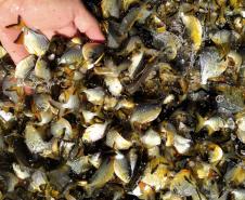 Programa Rio Vivo promove a soltura de peixes de nove espécies nativas nos rios do Paraná