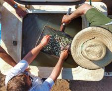 Programa Rio Vivo promove a soltura de peixes de nove espécies nativas nos rios do Paraná