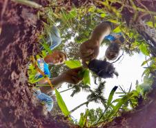 Voluntários participaram da ação de educação ambiental no Parque Estadual do Palmito, em Paranaguá, no Litoral do Paraná