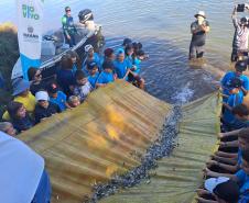 Ação de soltura de 50 mil peixes nativos na represa de Salto Osório, no Rio Iguaçu, no município de Sulina.