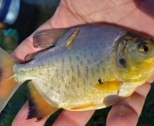 Programa Rio Vivo promove a soltura de peixes de nove espécies nativas nos rios do Paraná